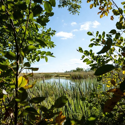 View of the marsh through green leaves
