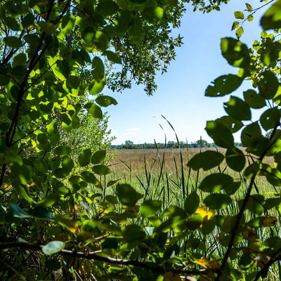 View through green leaves at a field