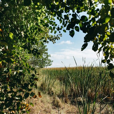 Nature view from green foliage