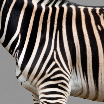 Zebra pattern in close view