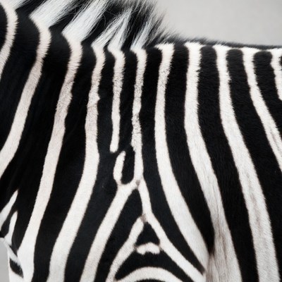 Close up of zebra stripes in black and white