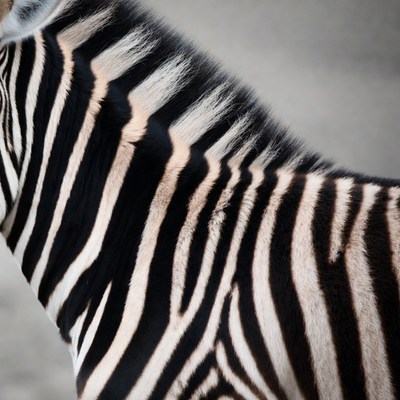 Zebra standing in natural habitat