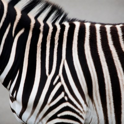 Zebra showing black and white stripes