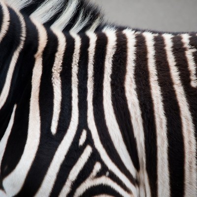 Close-up of zebra stripes on an animal