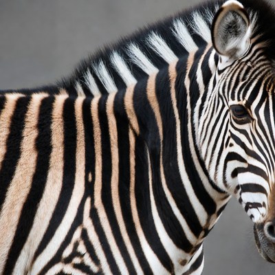 Close-up of zebra with stripes