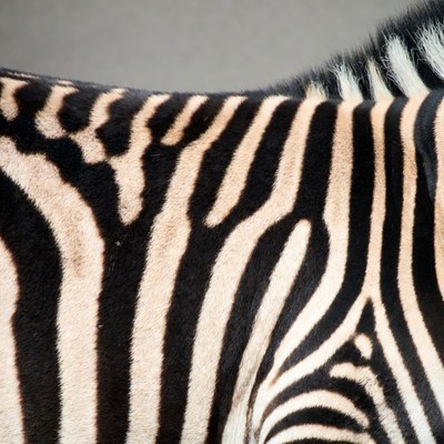 Stripes of a zebra close up
