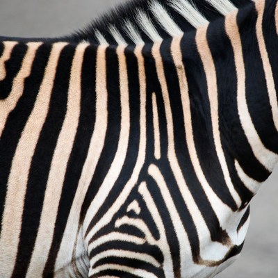 Zebra stripes in close view
