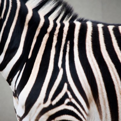 Zebra stripes close up in zoo