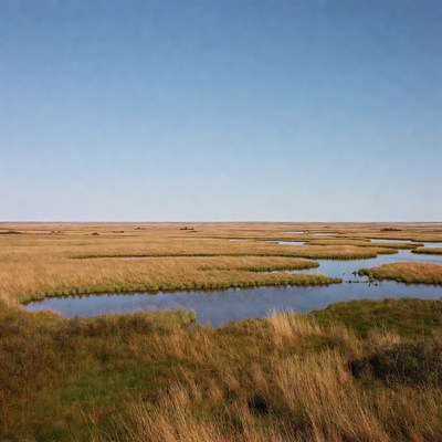 Marshland view with winding streams