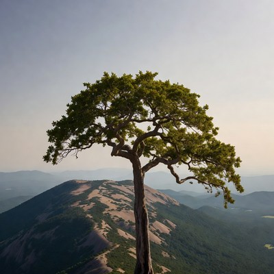 Sunset view of a lone tree