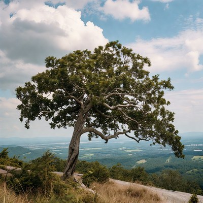 Tree on a mountain landscape