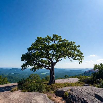 Tree on a mountain peak