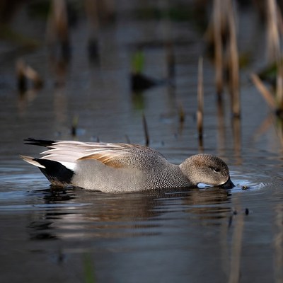 Duck swimming in quiet water