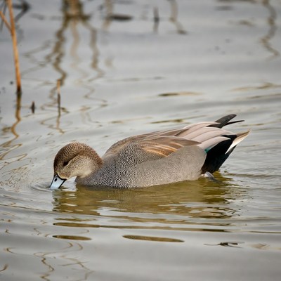 Duck swims in calm water