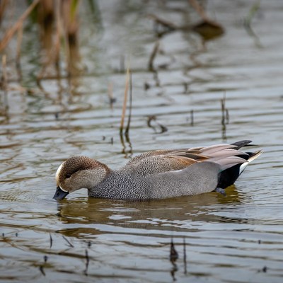 Duck swimming in calm water