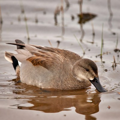 Duck swimming in still water