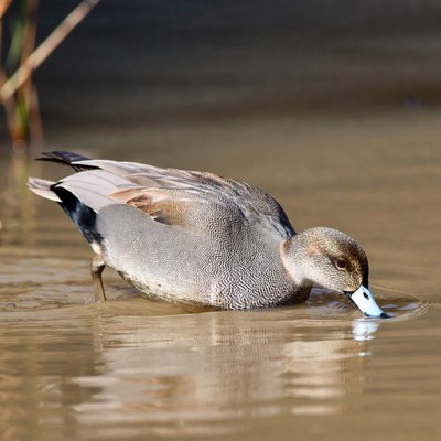 Duck feeding in shallow water