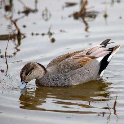 Duck swimming in water at sunset