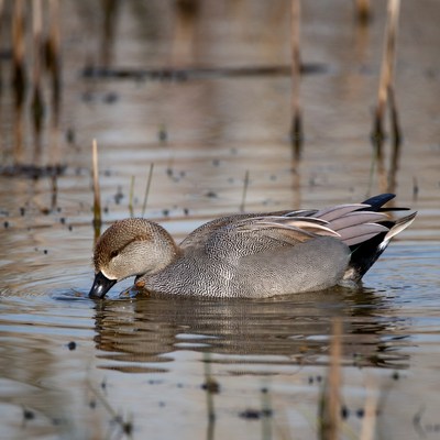 Duck feeding in shallow water