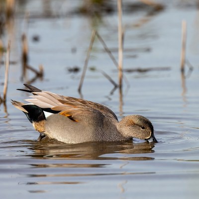 Duck swimming in marsh water