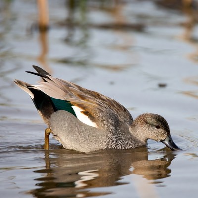Duck foraging in shallow water