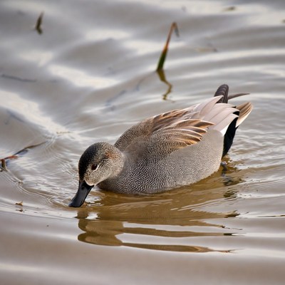 Duck swimming in calm water
