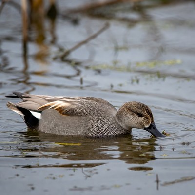 Duck swimming in calm water