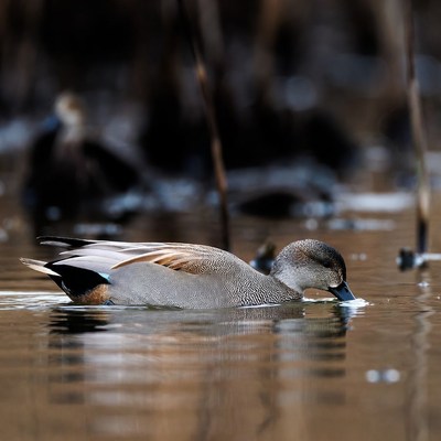 Duck swimming in calm water