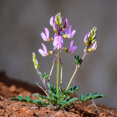 Pink flowers growing in soil