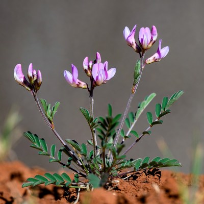 Wildflowers growing on rocky ground