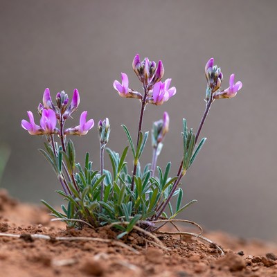 Wildflowers blooming in the desert