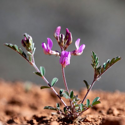 Pink flowers growing in soil