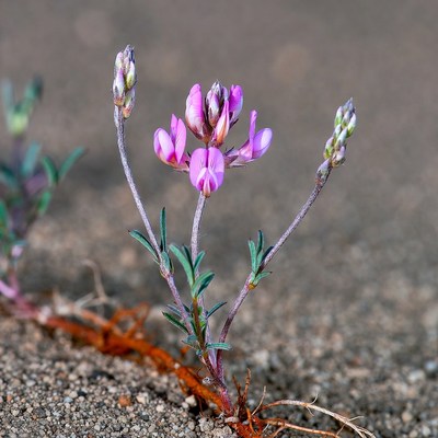 Purple flower growing in soil