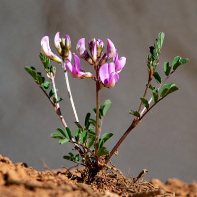 Pink flower growing in sunlight
