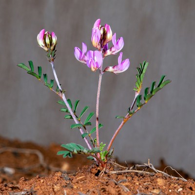 Purple flowers growing from soil