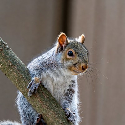Squirrel sitting on a branch