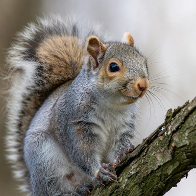 Squirrel on a tree branch