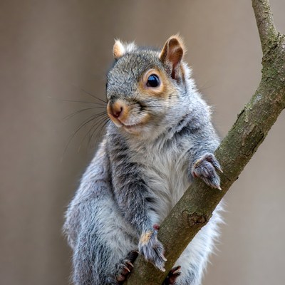 Squirrel climbing a tree branch