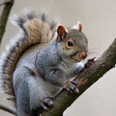 Squirrel climbs tree branch in park