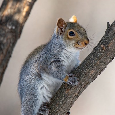 Squirrel on a tree branch