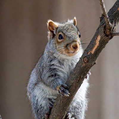 Squirrel climbing a tree branch