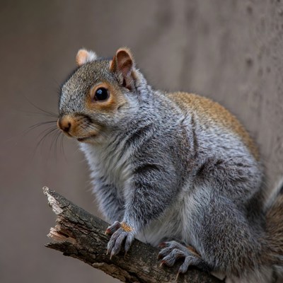 Squirrel sitting on a branch