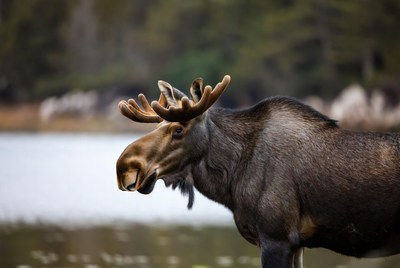 Moose by the water's edge
