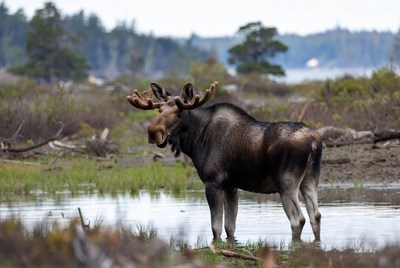 Moose standing near water in forest