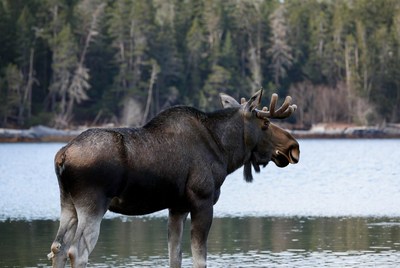 Moose by the lake in nature