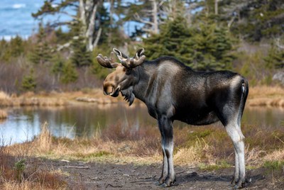 Moose stands near water in forest
