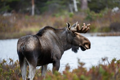 Moose near lake in natural setting