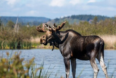 Moose by the water in nature