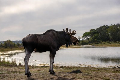 Moose stands near calm water