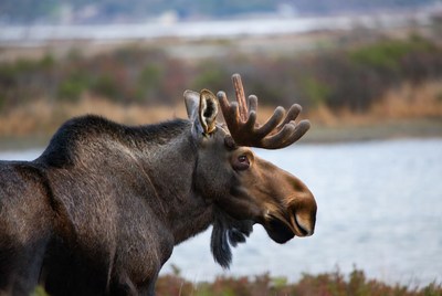 Moose by the water